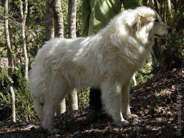 Perro de Montanña del Pirineo