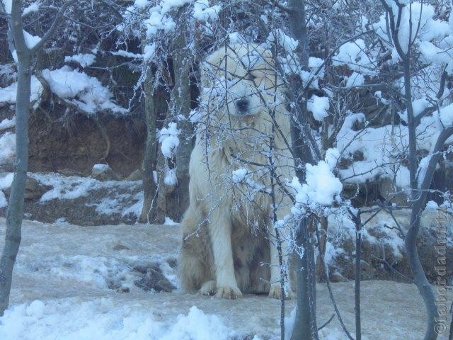Perro de Montana del Pirineo