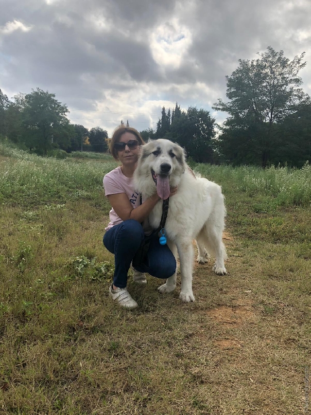 Perro de Montan�a del Pirineo