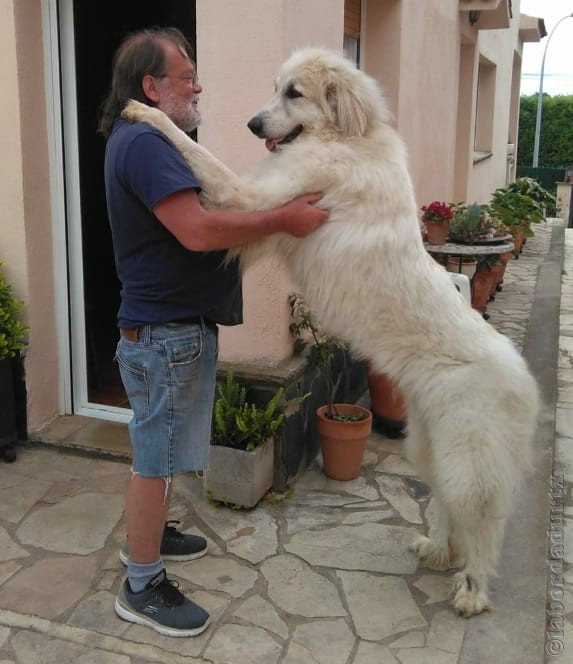 Perro de Montanña del Pirineo