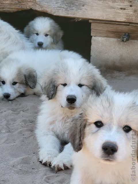Perro de Montanña del Pirineo