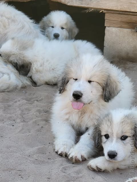 Perro de Montanña del Pirineo