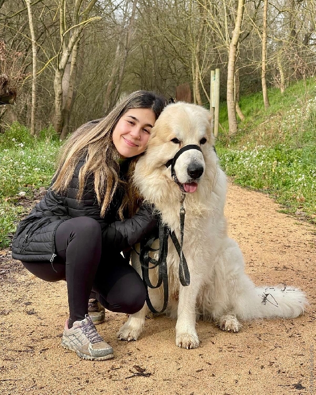 Perro de Montanña del Pirineo