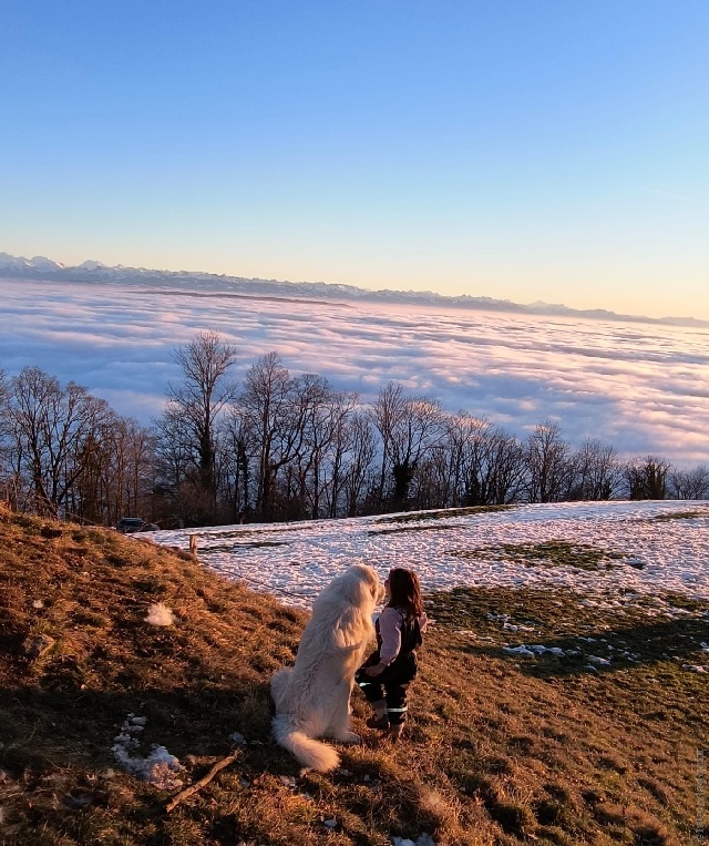 Perro de Montanña del Pirineo