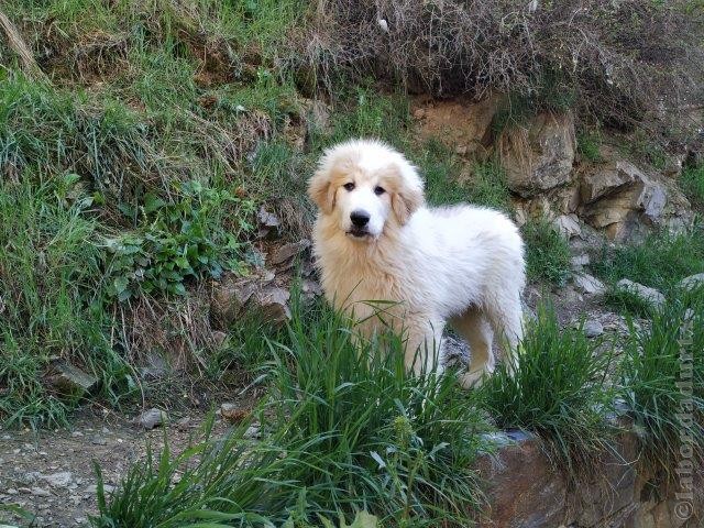 Perro de Montanña del Pirineo