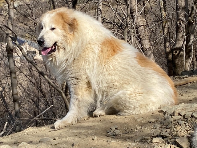 Perro de Montan�a del Pirineo