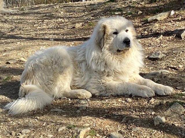 Perro de Montan�a del Pirineo