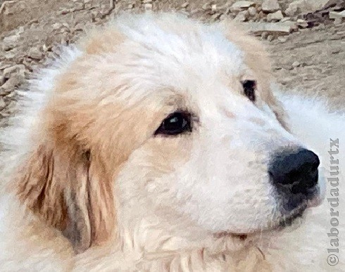 Perro de Montanña del Pirineo