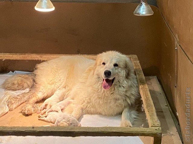 Perro de Montanña del Pirineo