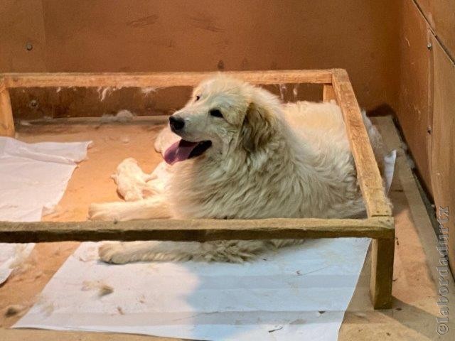 Perro de Montanña del Pirineo