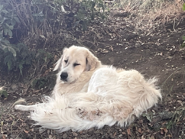 Perro de Montanña del Pirineo