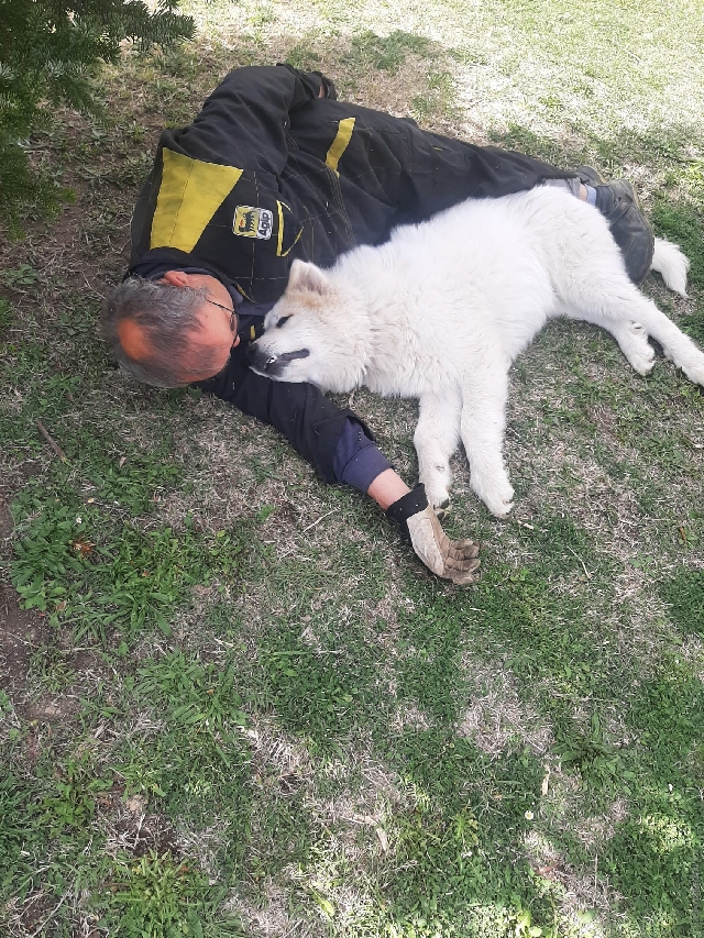 Perro de Montana del Pirineo