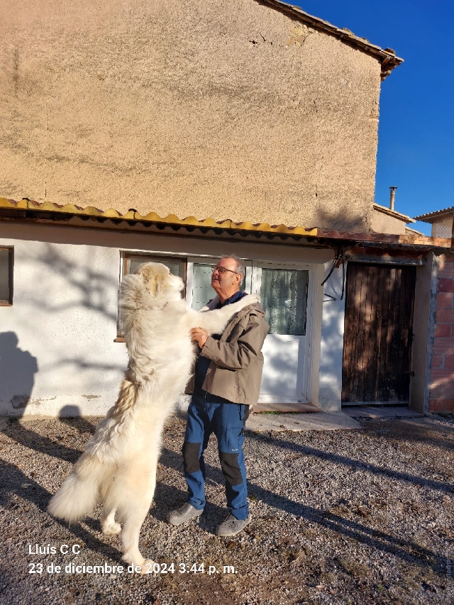 Perro de Montana del Pirineo
