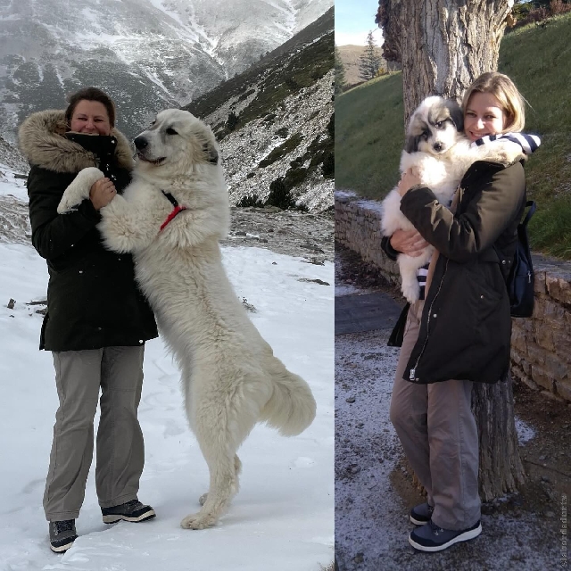 Perro de Montanña del Pirineo