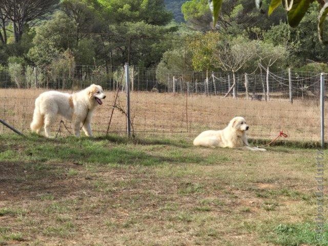 Perro de Montana del Pirineo