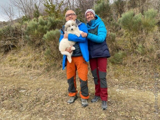 Perro de Montana del Pirineo