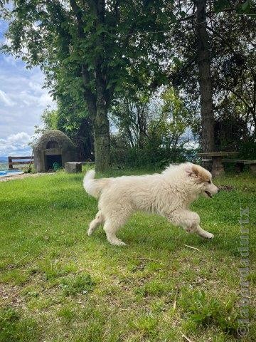 Perro de Montana del Pirineo