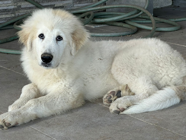 Perro de Montana del Pirineo