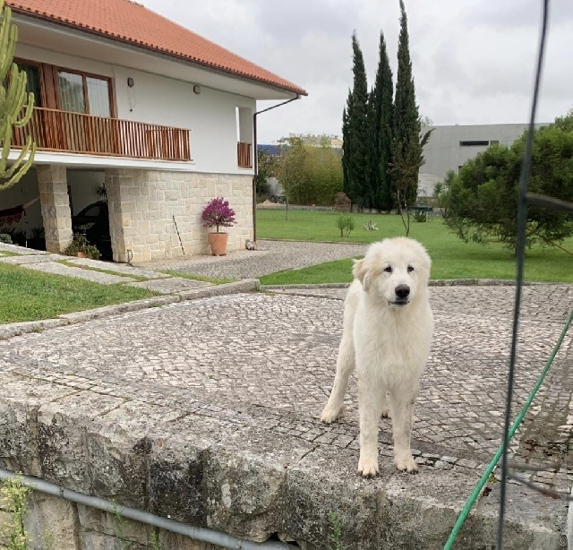 Perro de Montana del Pirineo