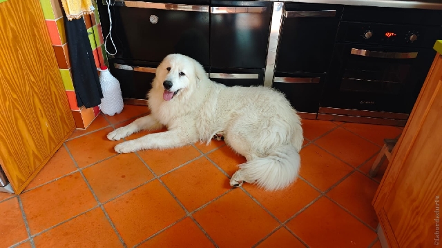 Perro de Montana del Pirineo