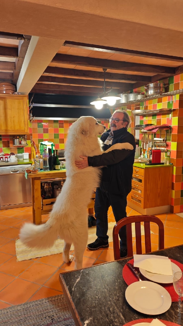 Perro de Montana del Pirineo