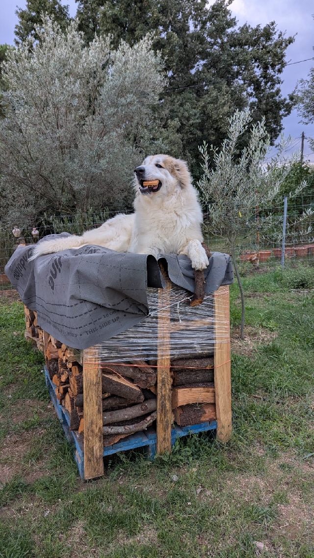 Perro de Montan�a del Pirineo