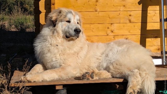 Perro de Montan�a del Pirineo