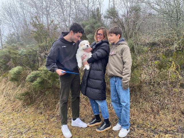 Perro de Montan�a del Pirineo