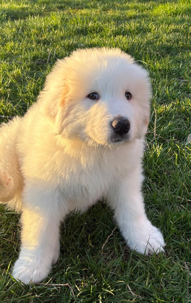 Perro de Montan�a del Pirineo