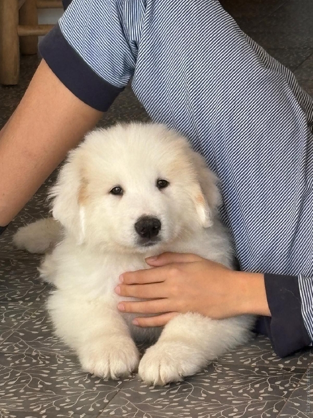Perro de Montan�a del Pirineo