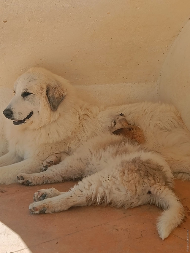 Perro de Montan�a del Pirineo