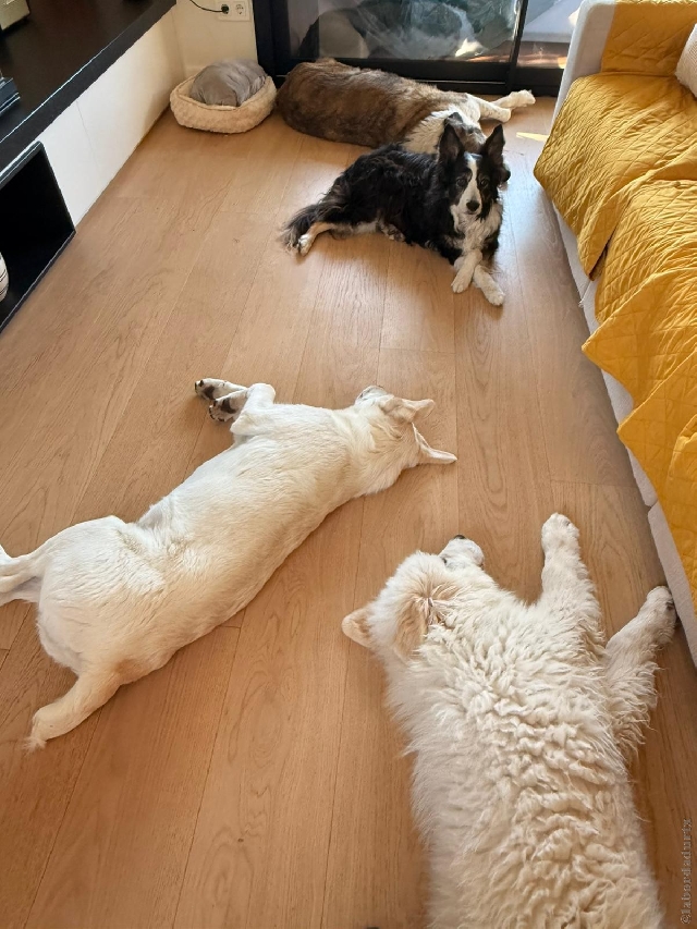 Perro de Montan�a del Pirineo