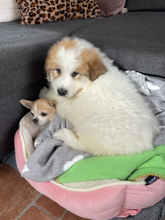 Perro de Montan�a del Pirineo