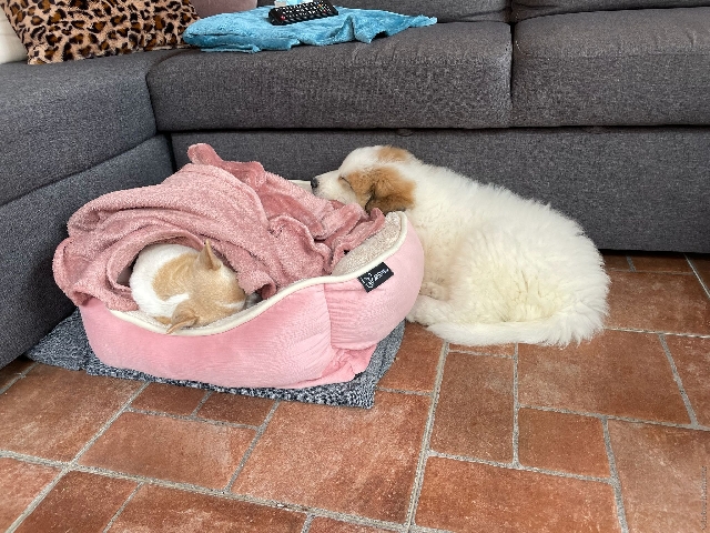Perro de Montan�a del Pirineo