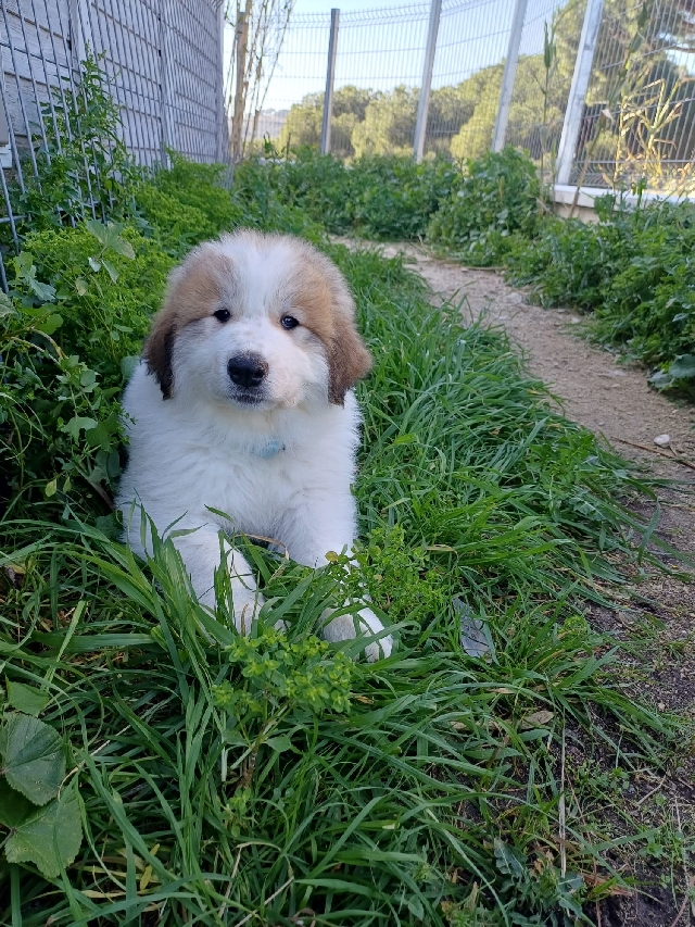Perro de Montan�a del Pirineo