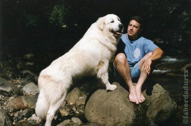 Perro de Montan�a del Pirineo