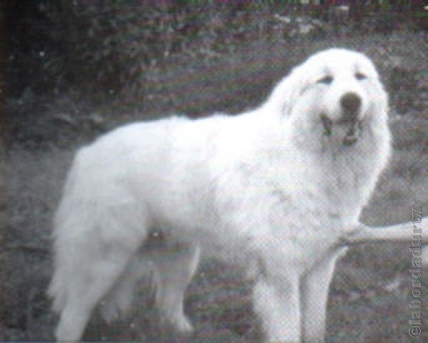 Perro de Montan�a del Pirineo