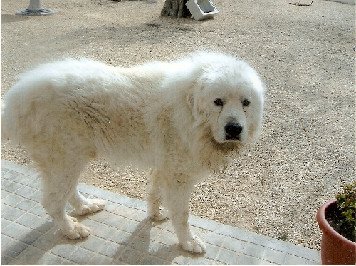 Perro de Montan�a del Pirineo