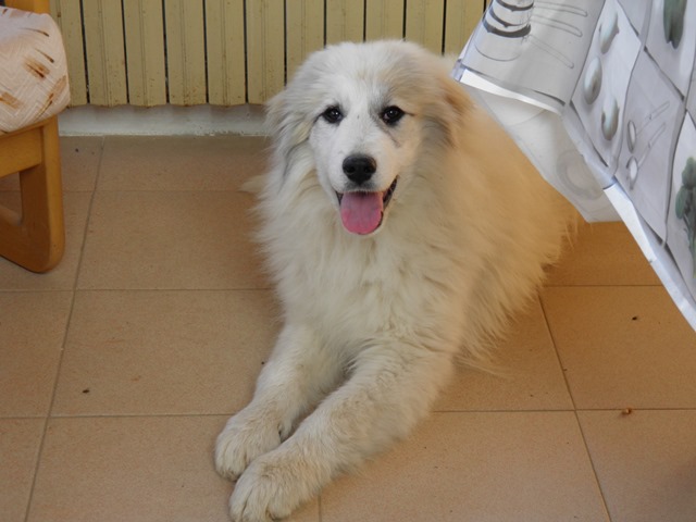 Perro de Montan�a del Pirineo