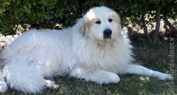 Perro de Montan�a del Pirineo