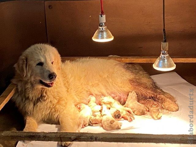Perro de Montanña del Pirineo