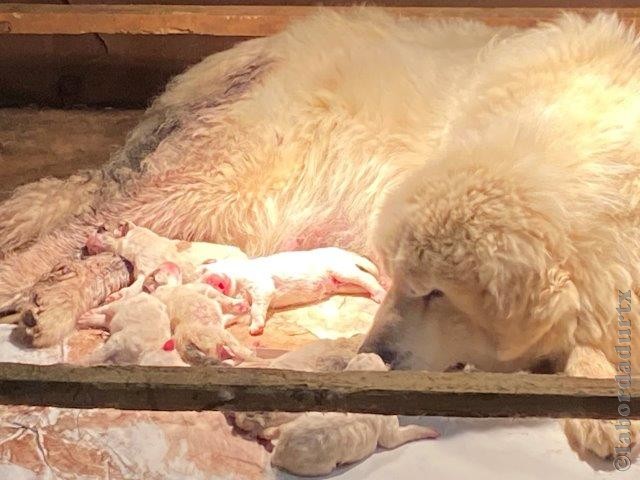 Perro de Montanña del Pirineo