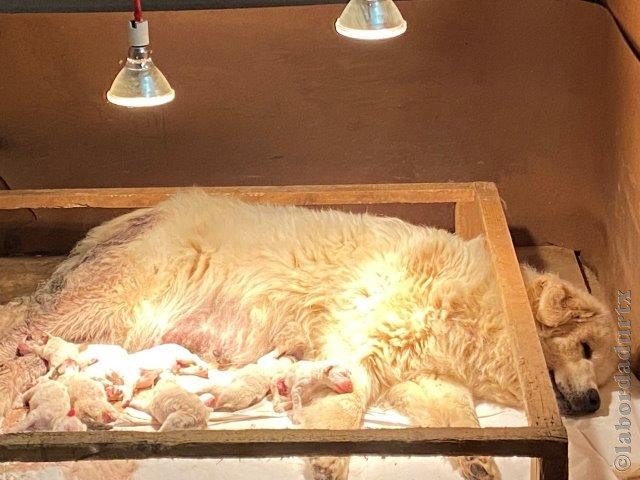 Perro de Montanña del Pirineo
