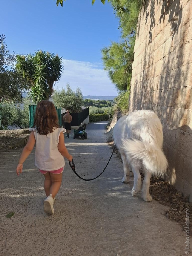 Perro de Montan�a del Pirineo