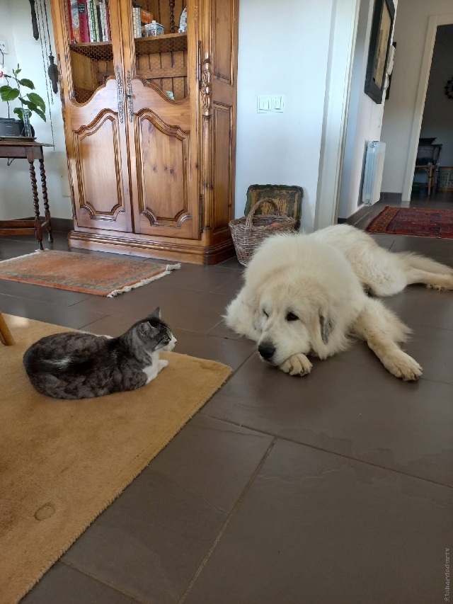 Perro de Montan�a del Pirineo