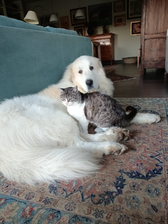 Perro de Montan�a del Pirineo