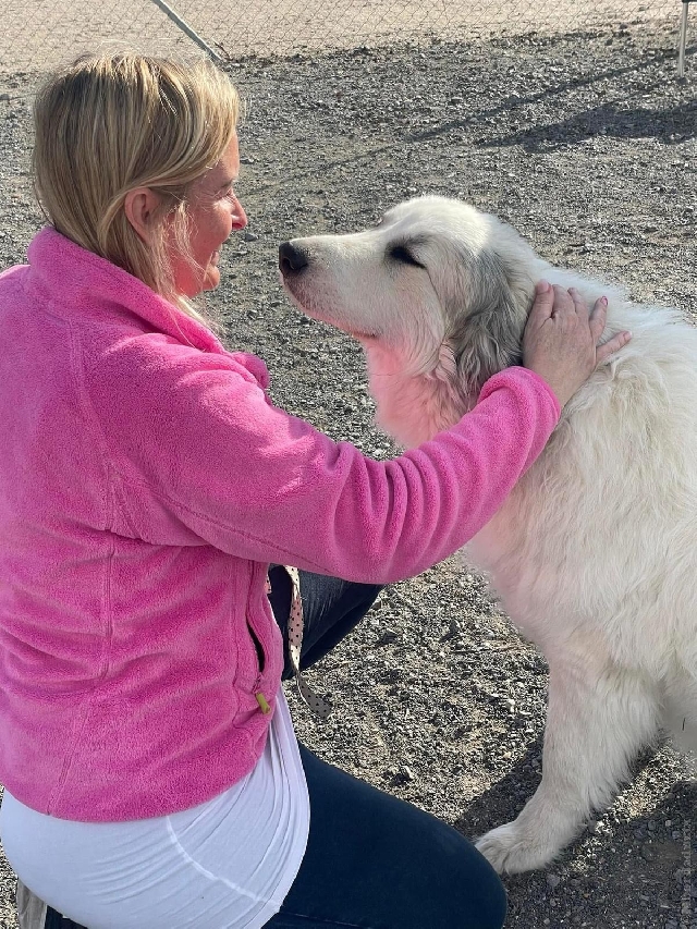 Perro de Montan�a del Pirineo
