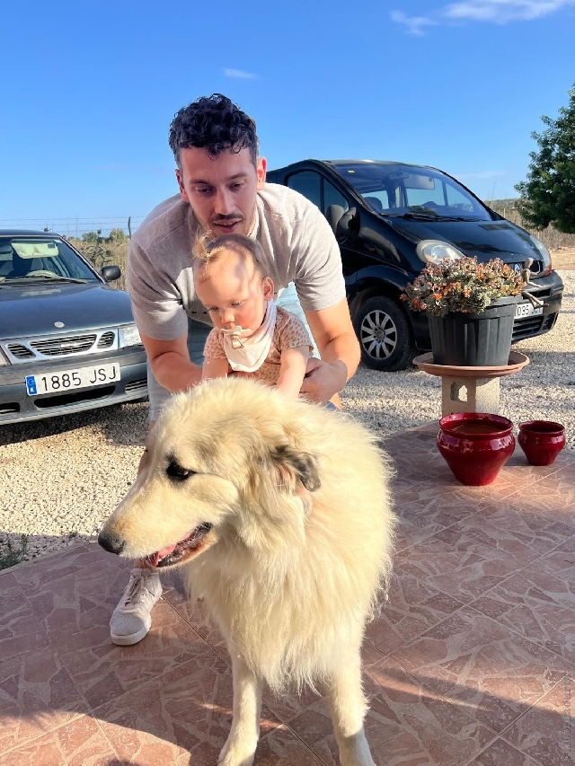 Perro de Montan�a del Pirineo