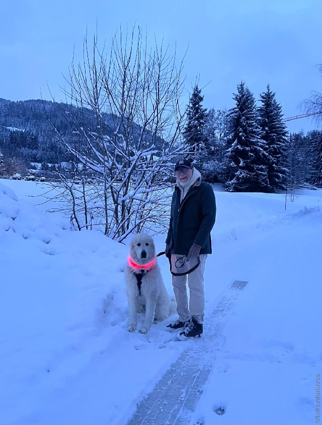 Perro de Montan�a del Pirineo