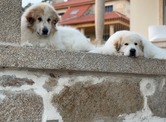 Perro de Montan�a del Pirineo